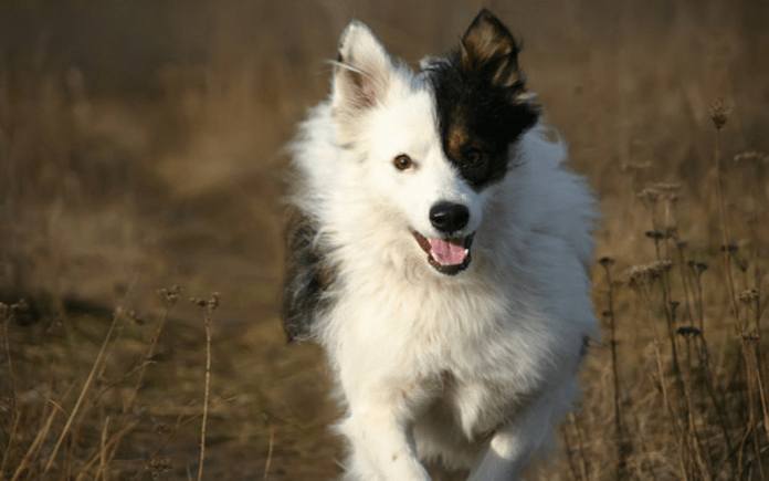nutrition-tips-for-dog-breeders