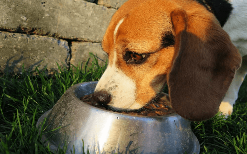 Best Ingredients to add to your Dog's Diet