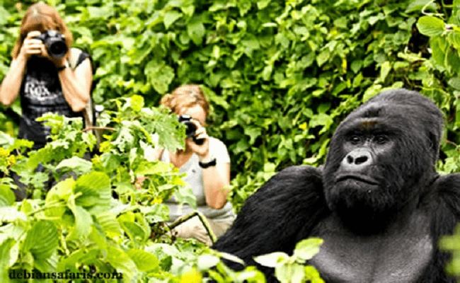 Mountain gorilla trekking in Uganda