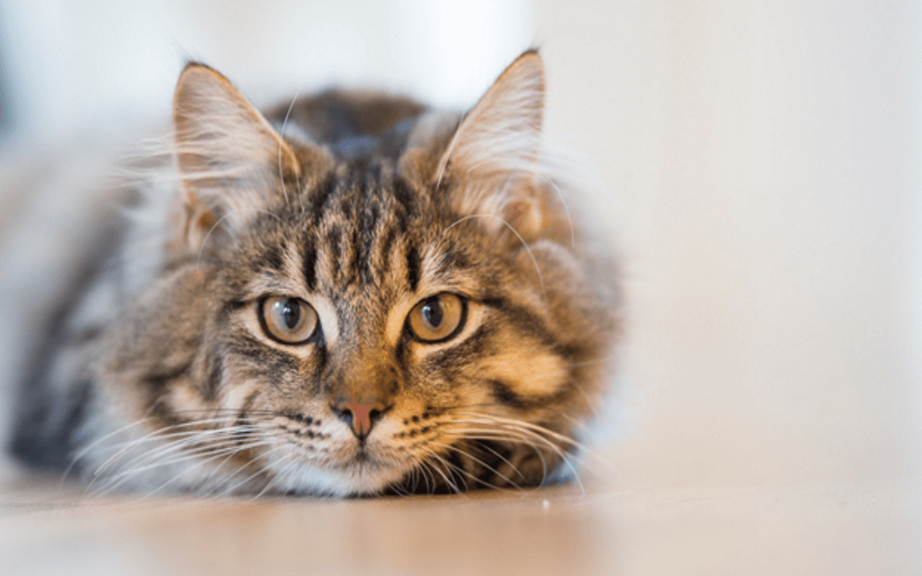 signs of stomach infection in your cat