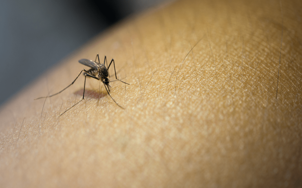 Keep Mosquitoes Away From Your Home