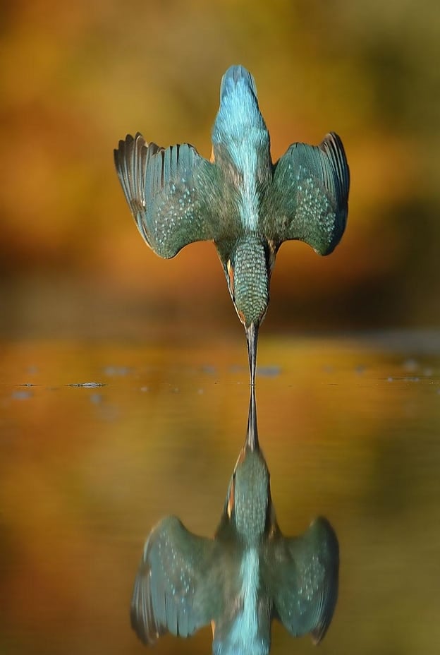 Perfect Kingfisher﻿