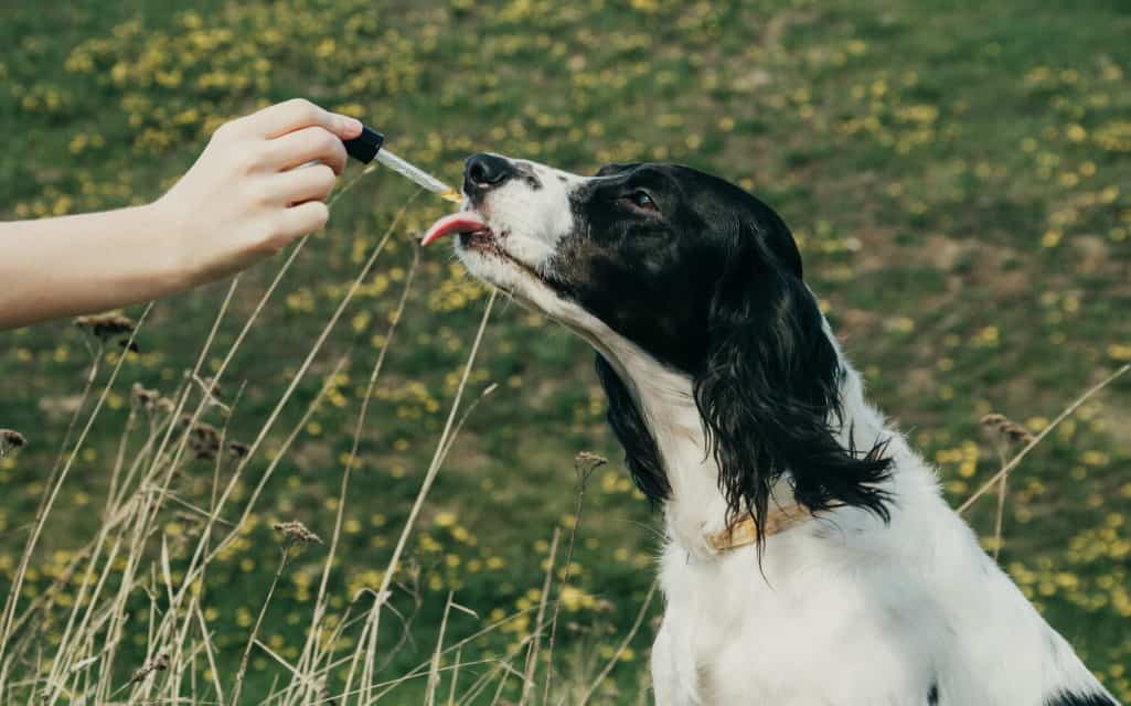 CBD Oil For Dogs and Cats