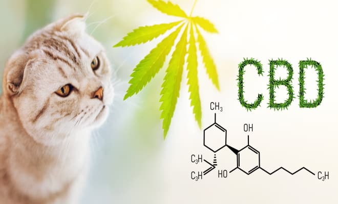 What Vets Think About CBD