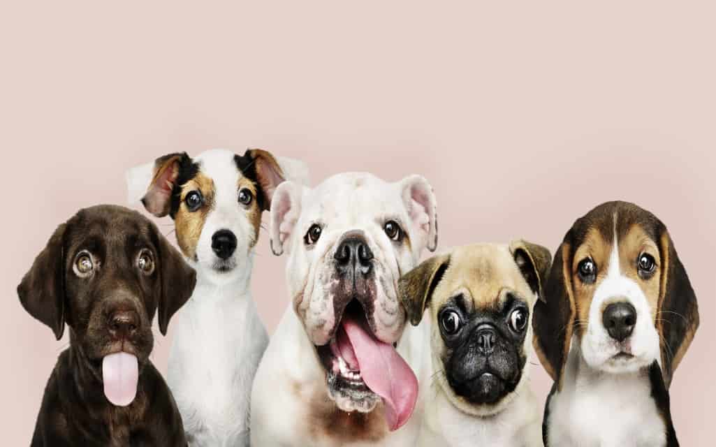 dog breeds for families
