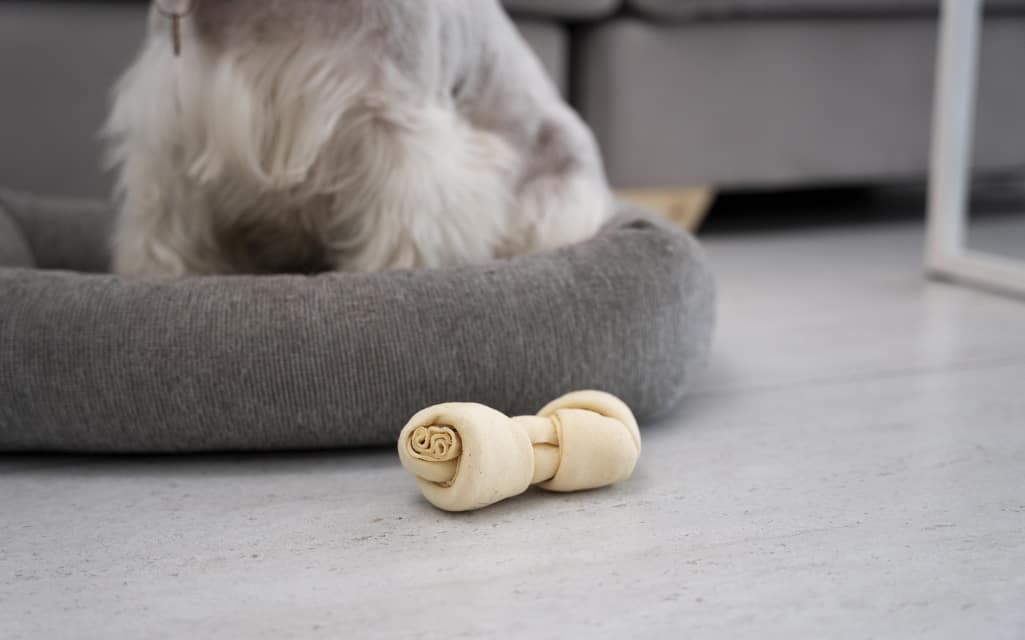 Important Things to Look for in A Dog Bed
