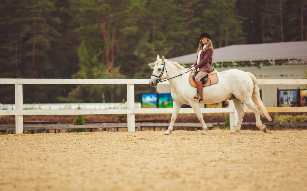 Top 5 Horse Riding Equipment for Equestrian