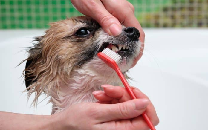 Great tips on maintaining dental hygiene for your dog
