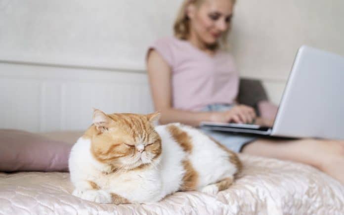 Tips to Make Your Cat Live A Longer