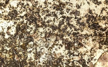 Best Florida Mold Remediation Companies